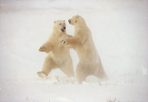 Polarni ples